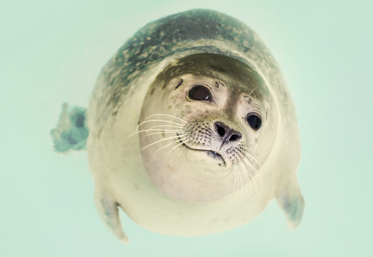 A seal, one of the many aquatic animals celebrated on World Aquatic Animal Day.