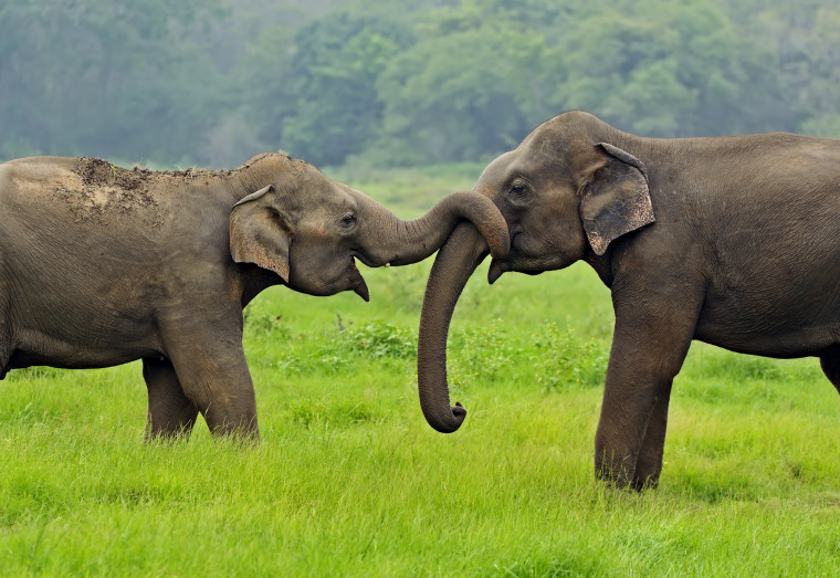 Asian elephants in the wild on the island of Sri Lanka.