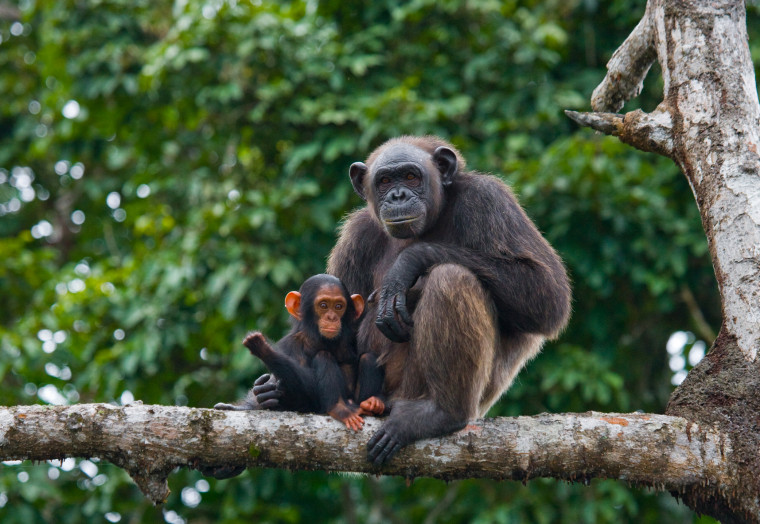 A female chimpanzee with a baby on mangrove trees. Republic of the Congo. Conkouati-Douli Reserve. 