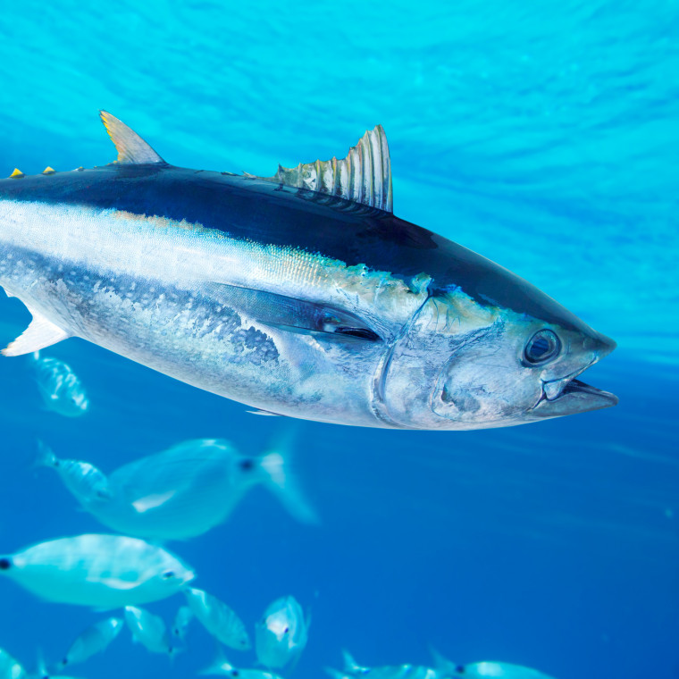 Bluefin tuna Thunnus thynnus saltwater fish in mediterranean