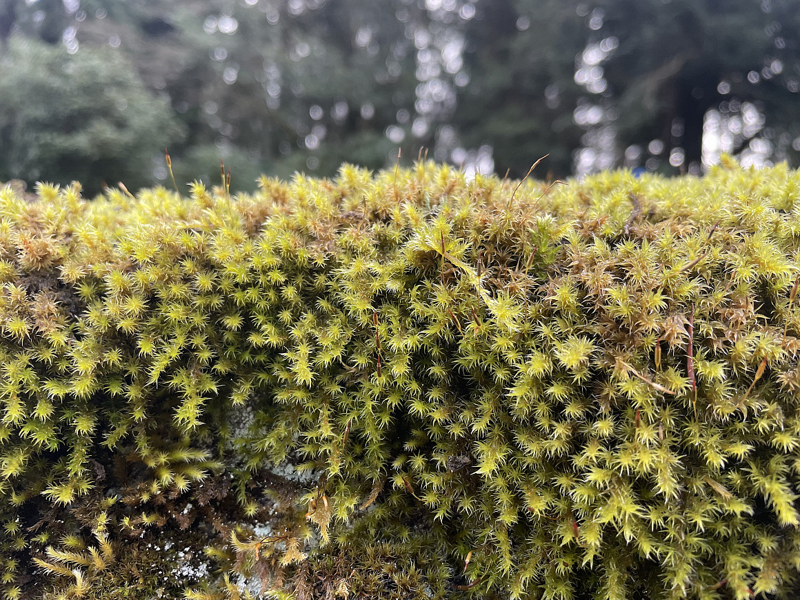 moss on wall