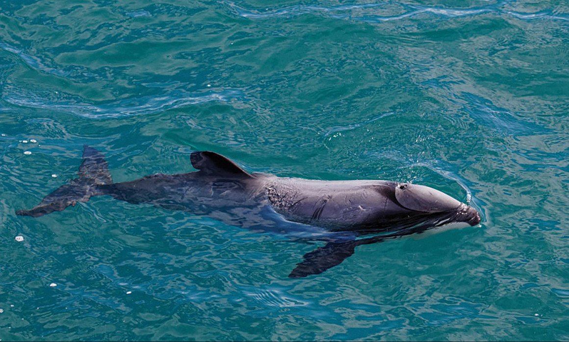 Maui Dolphin