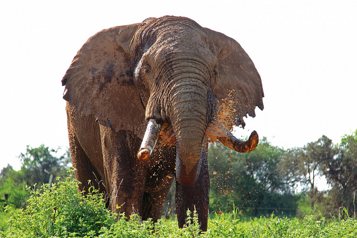 A lone bull elephant traveling outside Amboseli National Park, feet away from the tented camp where Dolezal stayed while attending the Na...