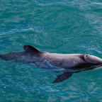 Maui Dolphin