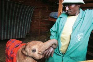 An orphaned baby elephant and the keeper who hand raises her at the David Sheldrick Wildlife Trust with the goal of reintegrating her back into the Kenyan wildlife.