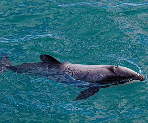 Maui Dolphin