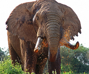 A lone bull elephant traveling outside Amboseli National Park, feet away from the tented camp where Dolezal stayed while attending the Na...