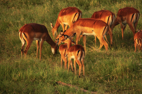 A herd of impala at Ol Pejeta Conservancy, a 90,000-acre nonprofit wildlife conservancy in the Laikipia district of central Kenya, on the equator between the foothills of the Aberdares and Mount Kenya.