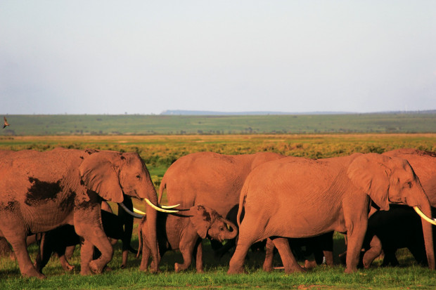 A herd of elephants in Amboseli National Park in December 2013. Since 1972, the elephants of Amboseli have been the subjects of the longest study of elephant behavior.