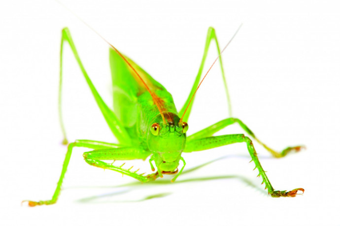 Image licensed by Ingram Publishing