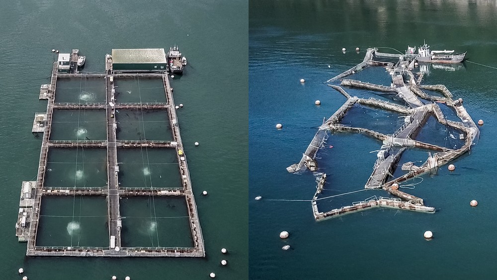 The aftermath of the catastrophic net pen collapse.