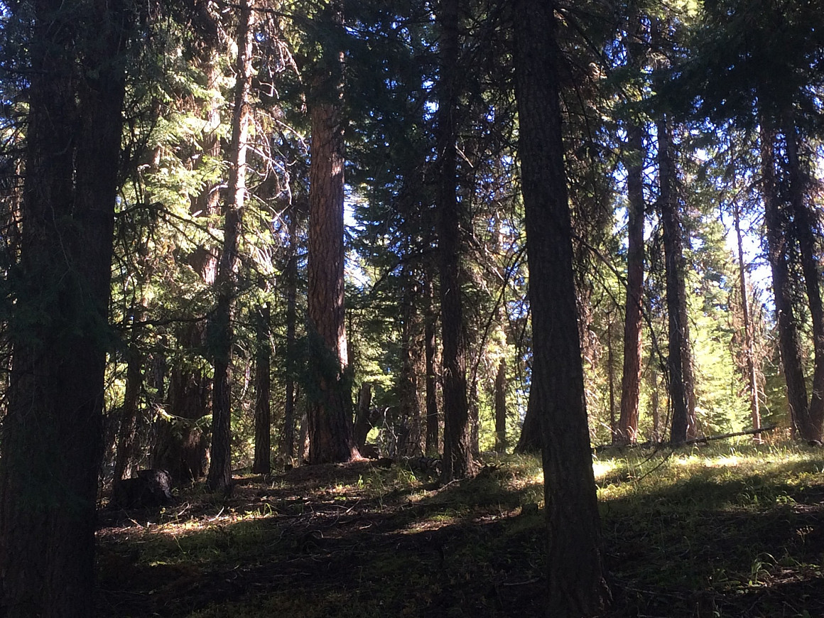 The Ochoco National Forest is made up of a dense conifer mix, mostly made up of Douglas and Grand fir.