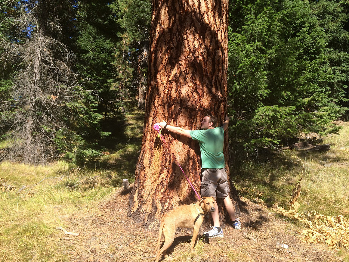 Attorney and Earthrise Alum Jesse Buss shows just how large the old growth fir have grown.