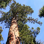 Nelder Grove Sequoia