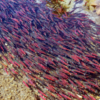 Salmon Cold Water Refugia