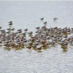 Birds regularly use the ponds for roosting and feeding.