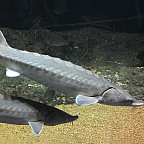 Shortnose Sturgeon 