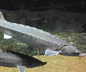 Shortnose Sturgeon 