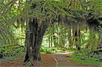 Hoh Rainforest in Olympic National Park