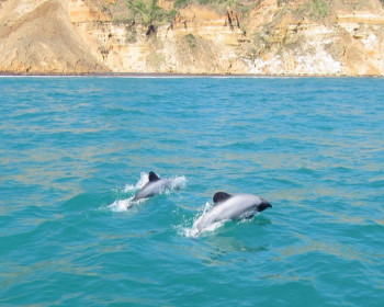 Maui dolphins