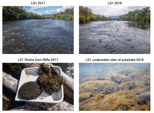 Photographic of detrimental changes to the native aquatic community in the Rogue River downstream...