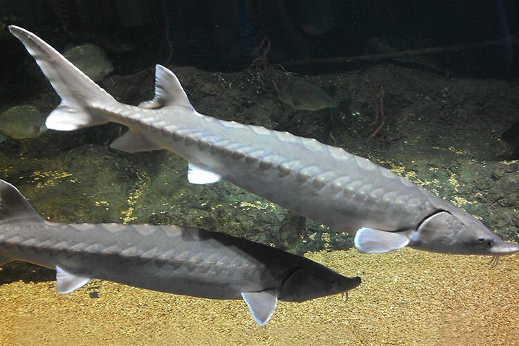 Shortnose Sturgeon 
