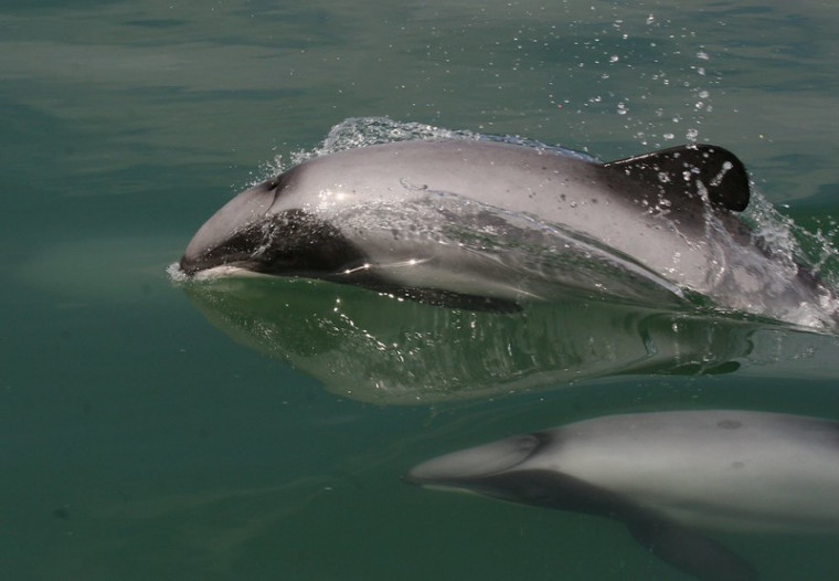 Maui's dolphins (photo courtesy of the New Zealand Department of Conservation)