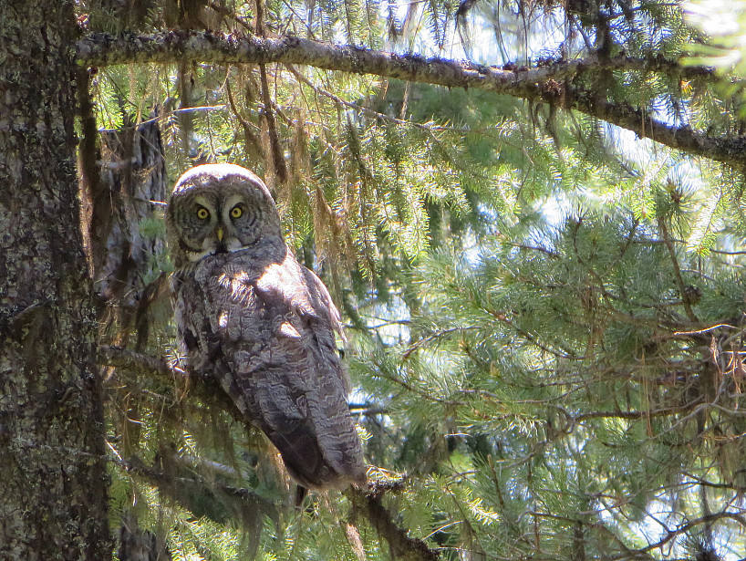 Great Grey Owl in Big Mosquito Malheur area 