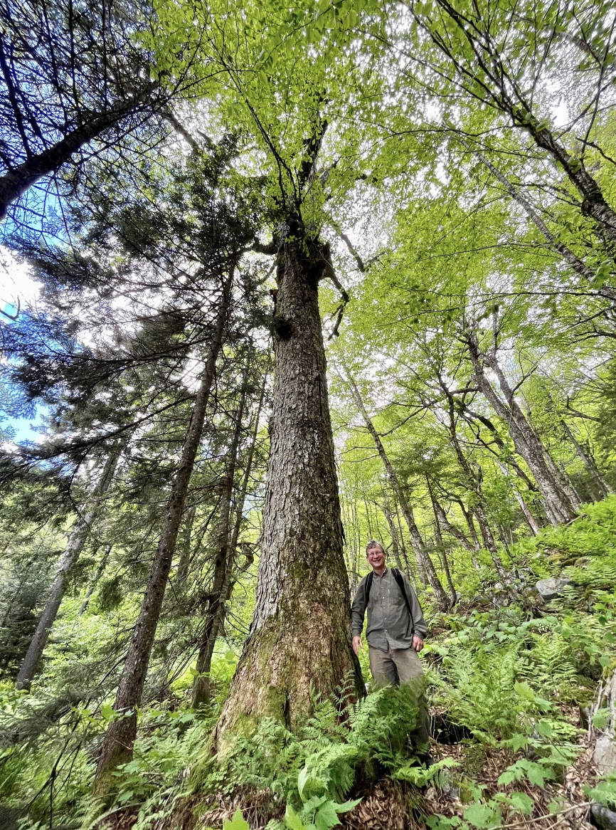 Photo taken by Zack Porter with Standing Trees depicting the Telephone Gap project area of the Green Mountain National Forest