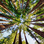 A circle of trees with the point of view looking up. You can see the sky through the trees and it is clear.