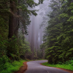 Winding forest road