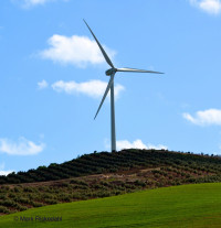 Wind turbine above olive trees. © Mark Riskedahl