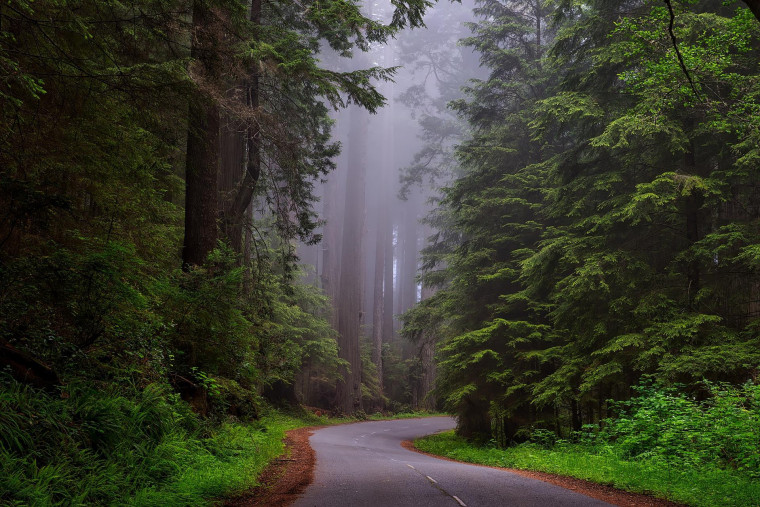 Winding forest road