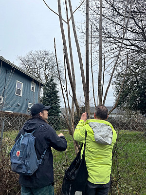 Tree of Heaven growing in vacant lot, north Portland.