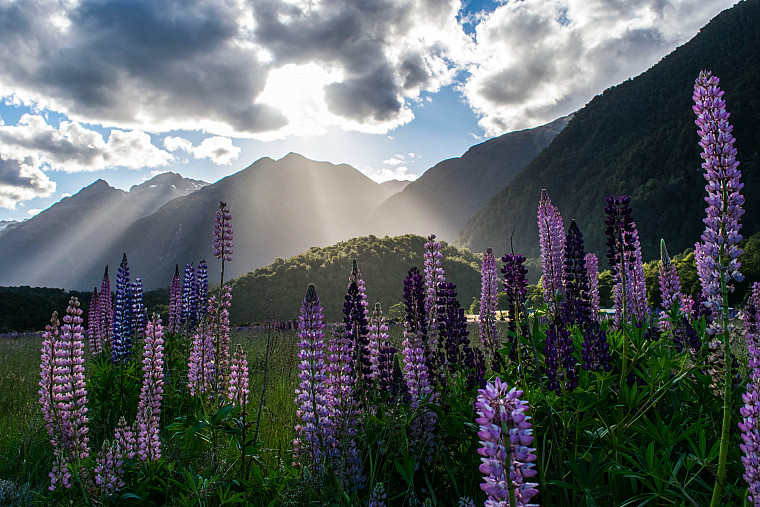 Sunny New Zealand Day