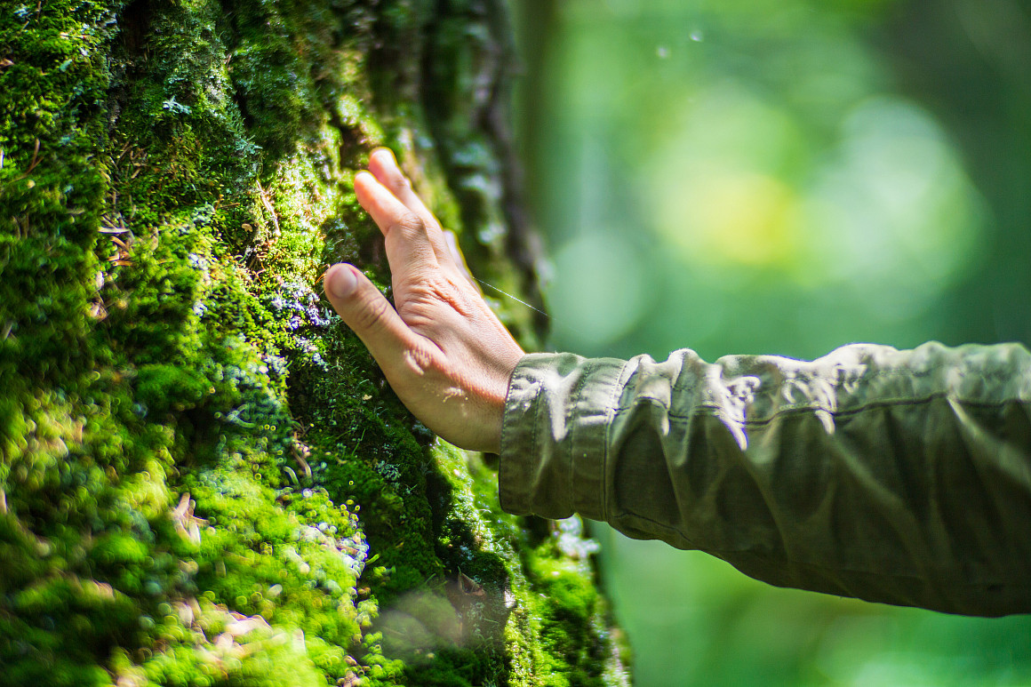 A man's hand touch the tree trunk close-up.