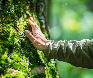 A man's hand touch the tree trunk close-up.