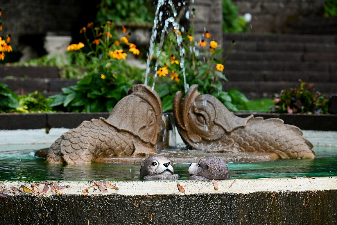 Two river otter dolls floating in a pond on campus.