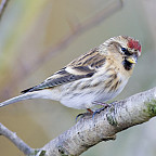 Lesser Redpoll (Carduelis cabaret) stock photo