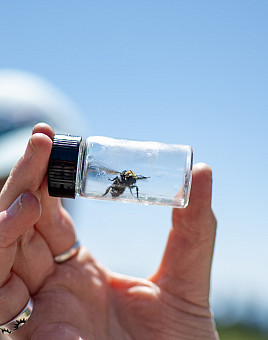 Whitney Maxfield BA '25 spent her summer scavenging for the DNA of the Franklin bumble bee.