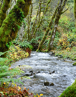 The beauty of the Pacific Northwest knows no bounds.