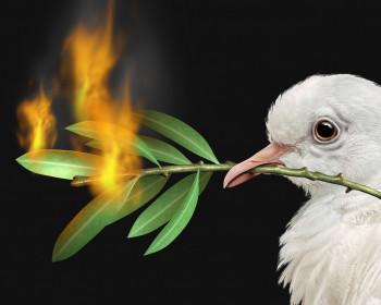 Peace crisis concept with a white dove and a burning olive branch as a symbol of the challenges of war fighting and revolution.