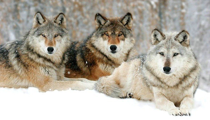 Grey Wolves