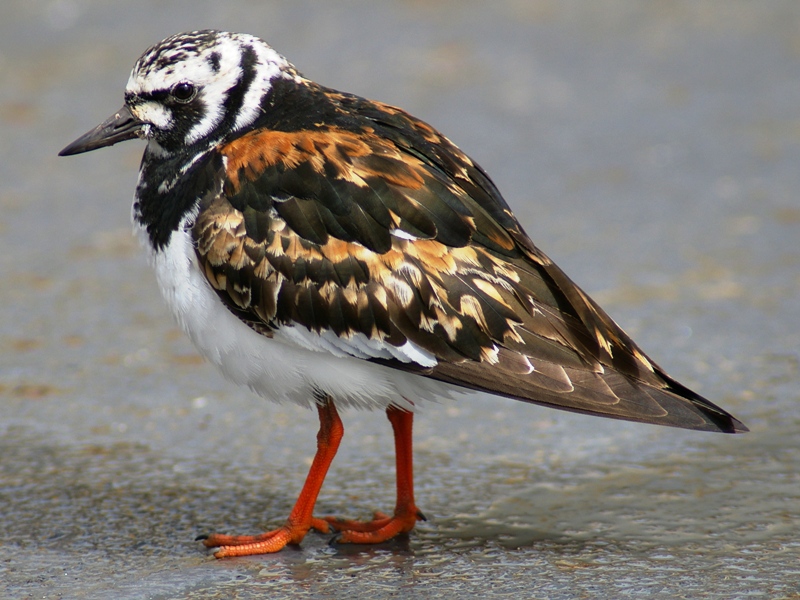 Ruddy Turnstone (Photo: Lt. Mike Levine, NOAA)