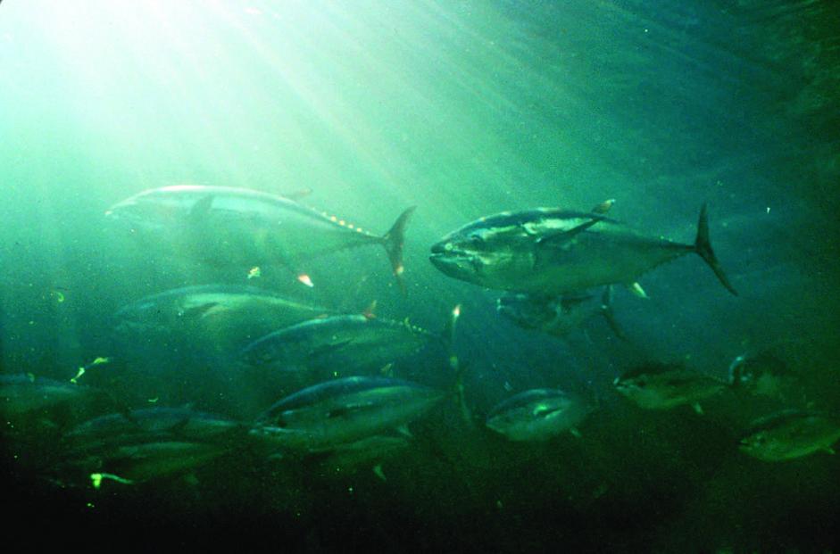 Photo courtesy of NOAA Fisheries Service