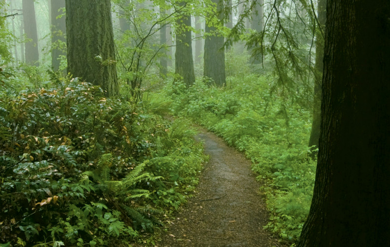 One of the forest paths adjacent to the Law School in Tryon Creek State Park.